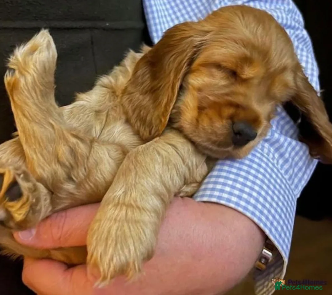 Cocker Spaniel dogs for stud: *Mungo* GOLDEN Show Cocker PEDIGREE BEST TESTED in Bradford-on-Avon - Advert 21
