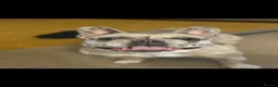 French Bulldog dogs for sale: Adorable French Bulldog for sale  - Advert 6