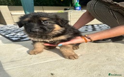 German Shepherd dogs for sale: KC show line German Shepherd puppies - Image 18