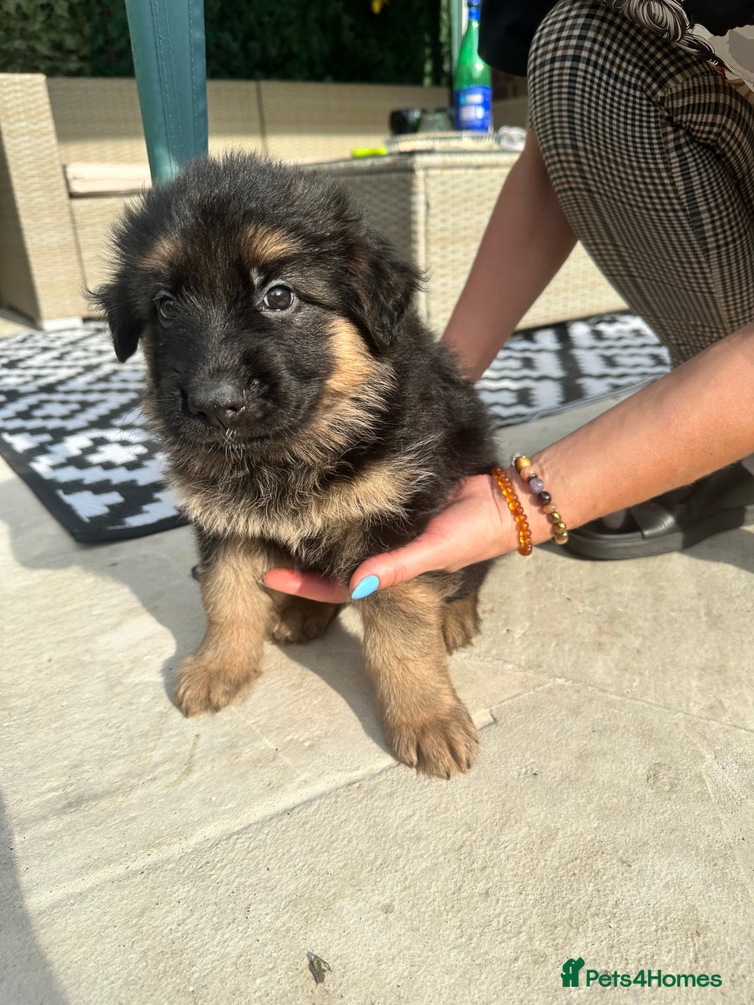 German Shepherd dogs for sale: KC show line German Shepherd puppies - Image 18