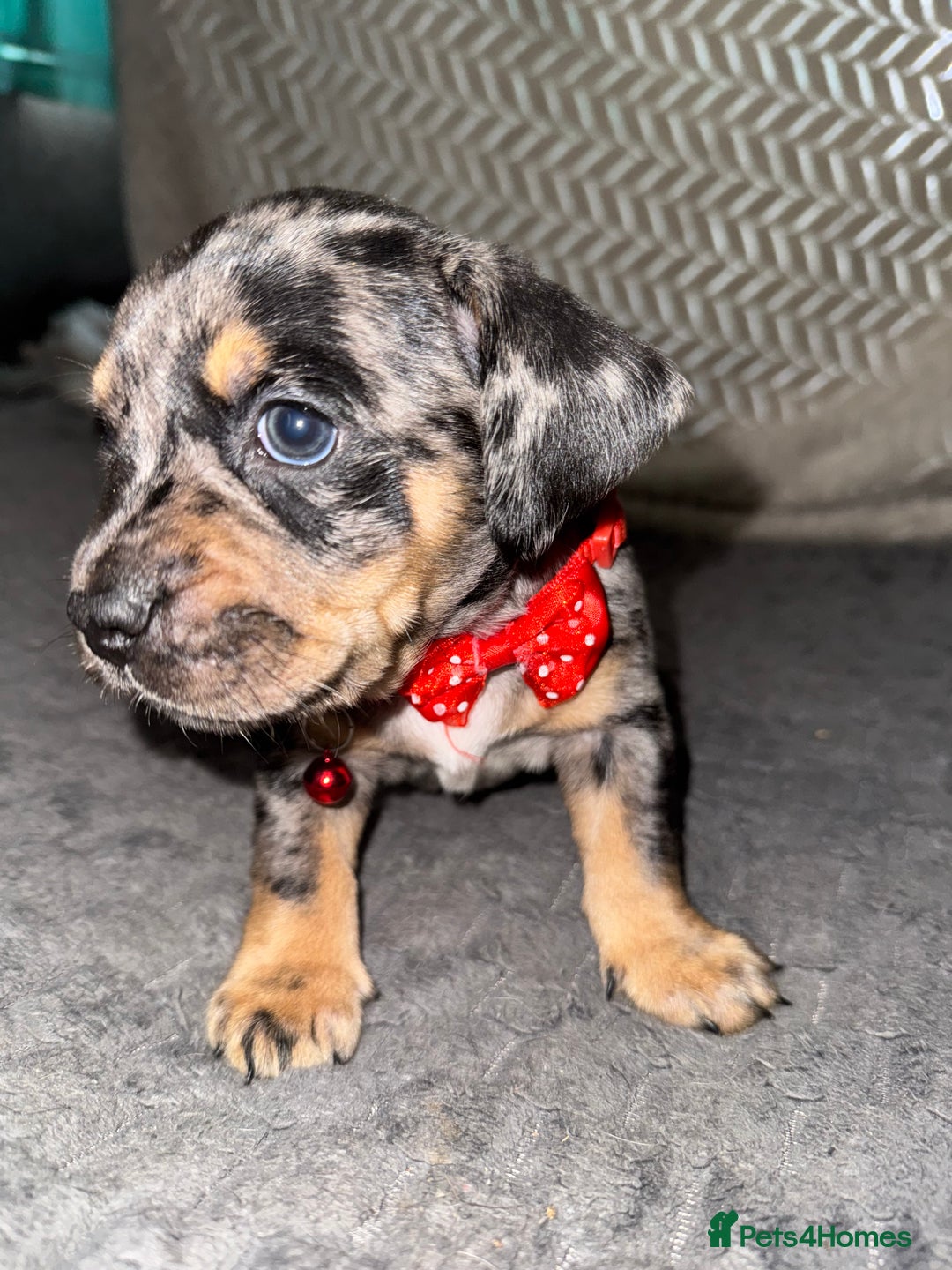 Mixed Breed dogs for sale: 🐾 Beautiful French Bull Weiners 🐾  - Advert 34