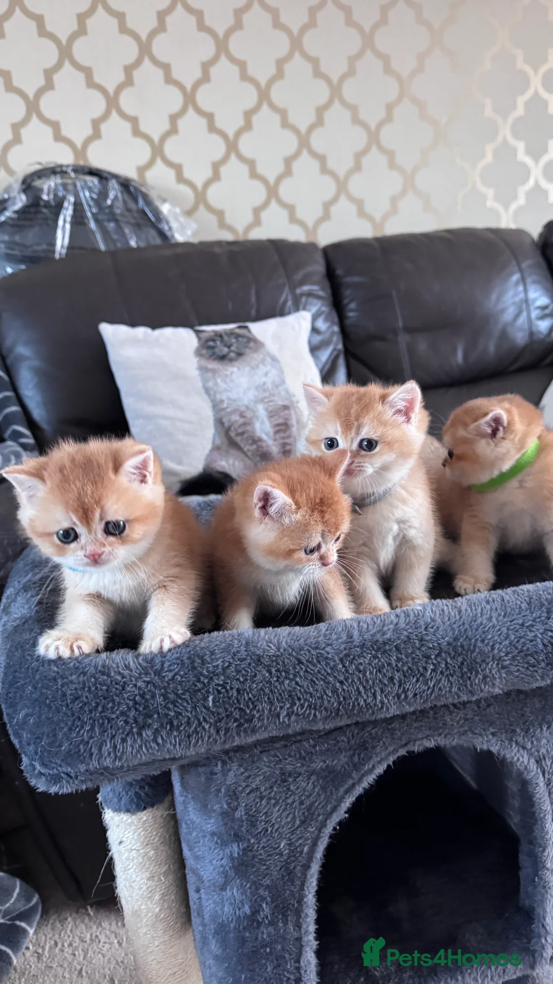 British Shorthair cats for sale: Adorable GCCF BSH BY12 NY12Chocolate Gold kittens  - Advert 3