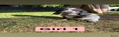 Cocker Spaniel 2