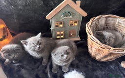 Scottish Fold cats for sale: Beautiful British Shorthair Scottish Fold Kittens - Advert 14