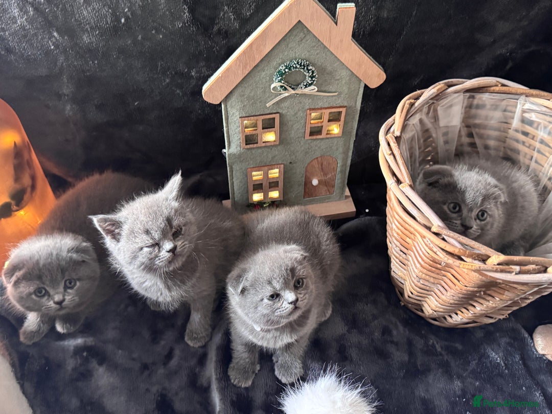 Scottish Fold cats for sale: Beautiful British Shorthair Scottish Fold Kittens - Advert 14