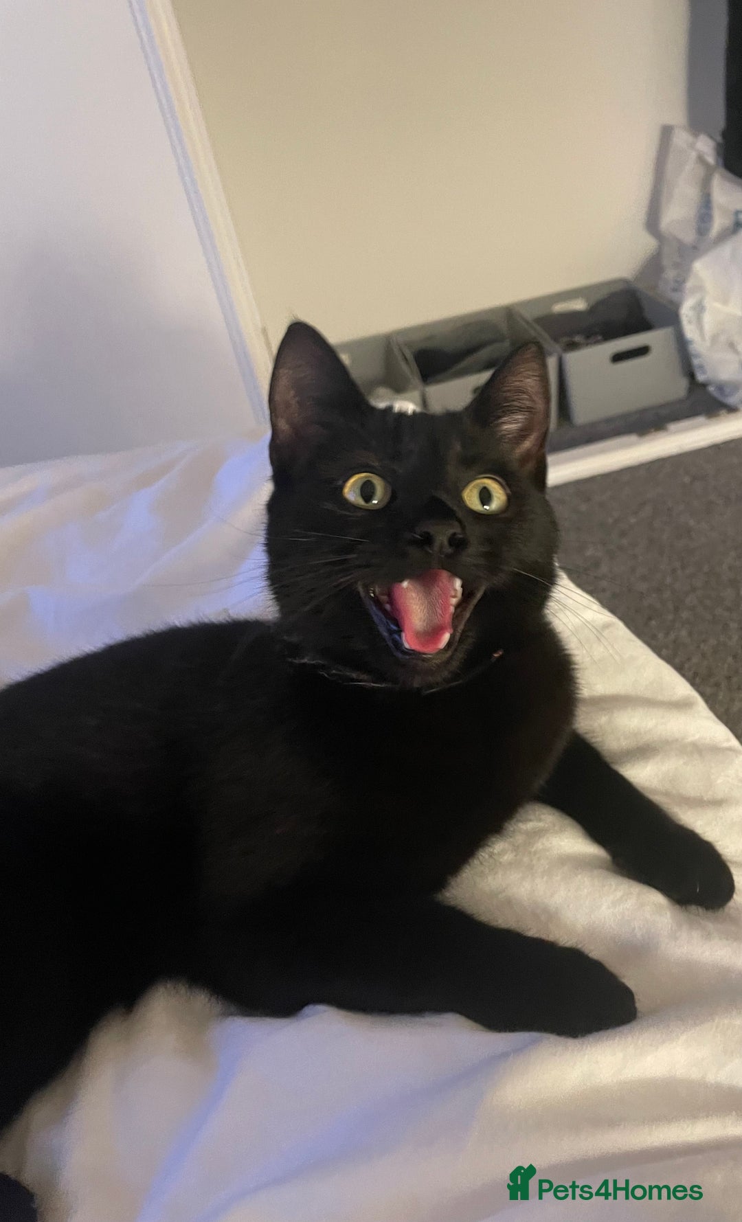 Mixed Breed cats for sale: Female black cat for sale - Advert 6