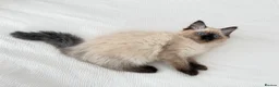 Ragdoll cats for sale: Ragdoll kittens  - Advert 6