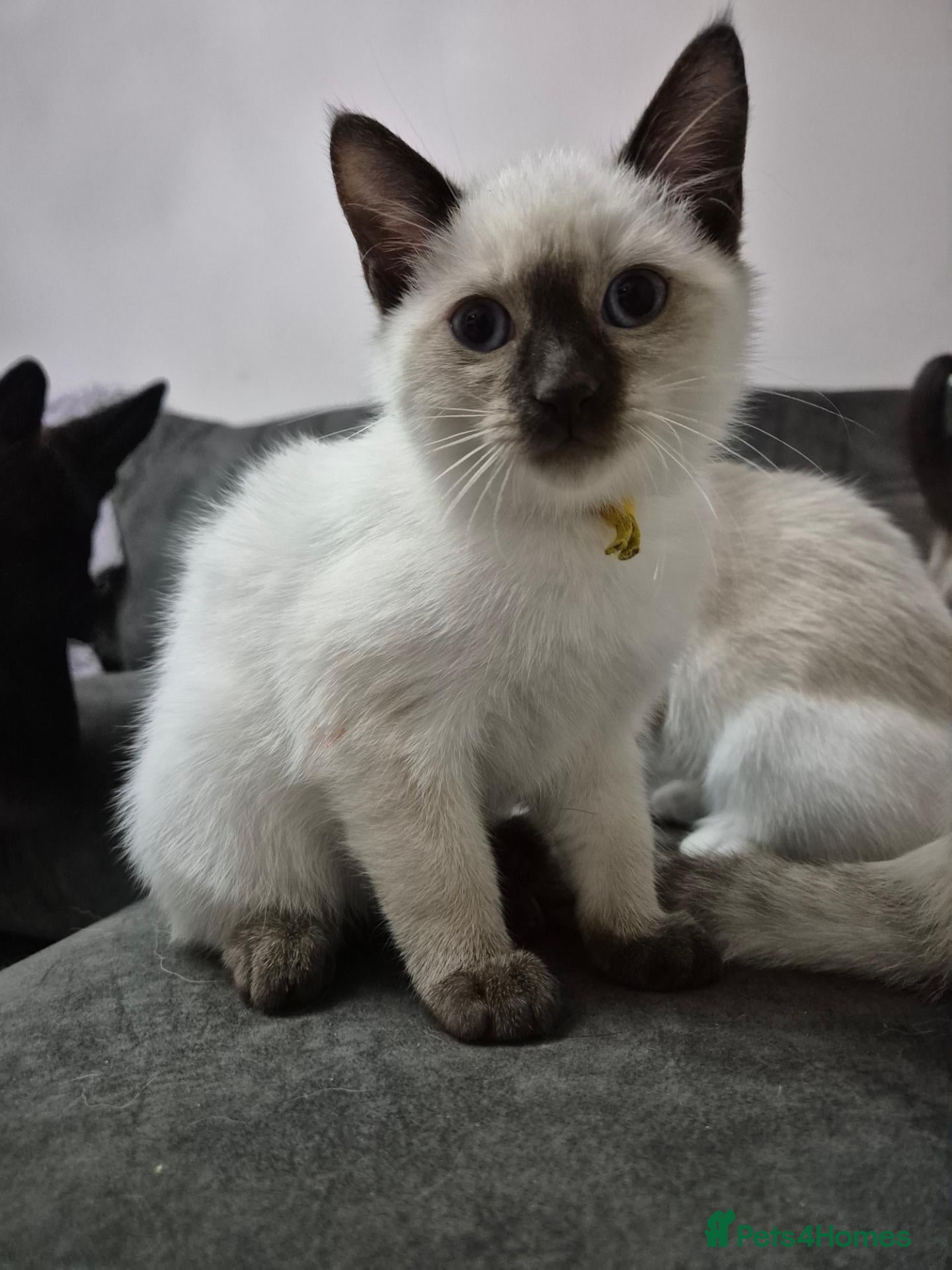 Snowshoe cats for sale: Rare Snowshoe Kittens READY TO LEAVE NOW - Advert 2