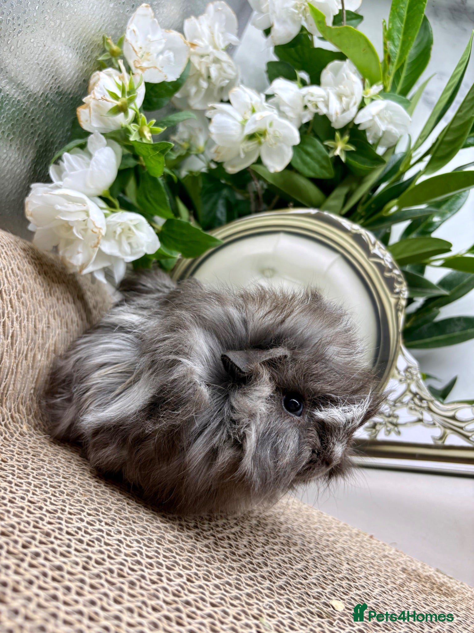 Guinea Pig rodents 16 Guinea pigs for sale 🩵Boys  - Advert 1