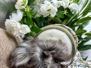 Guinea Pig rodents for sale: 16 Guinea pigs for sale 🩵Boys - Advert 1
