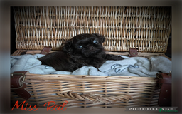 Shih Tzu dogs for sale: Stunning KC chocolate imperial Shihtzu puppies - Image 13