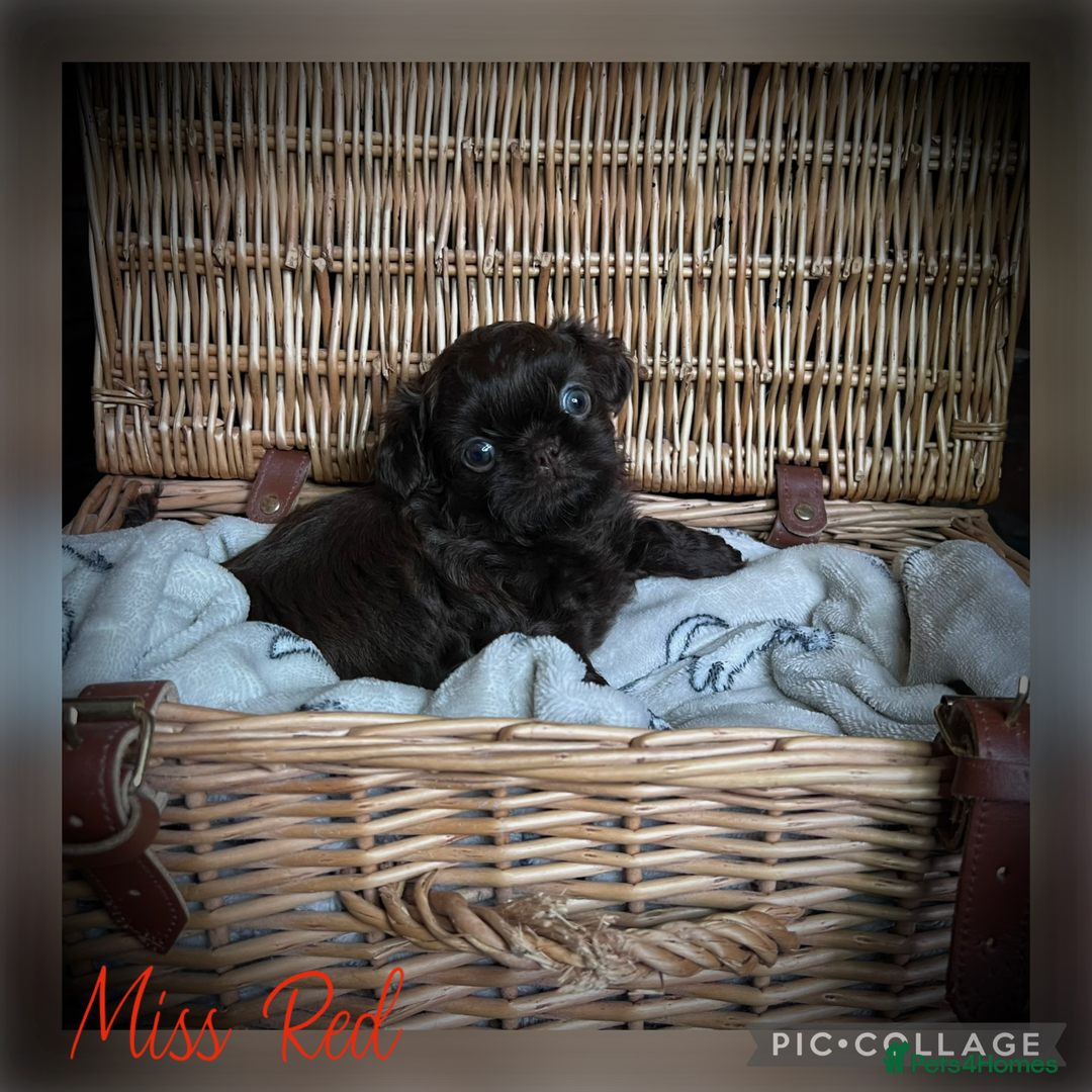 Shih Tzu dogs for sale: Stunning KC chocolate imperial Shihtzu puppies - Image 13