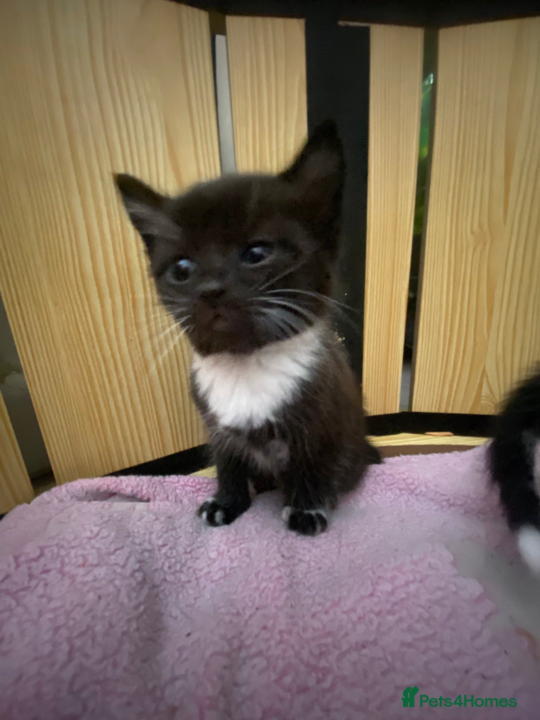 Mixed Breed cats for sale: 3 beautiful kittens  - Image 10