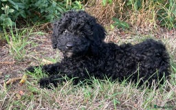 Cockapoo dogs for sale: Cockapoo Puppies - Advert 6