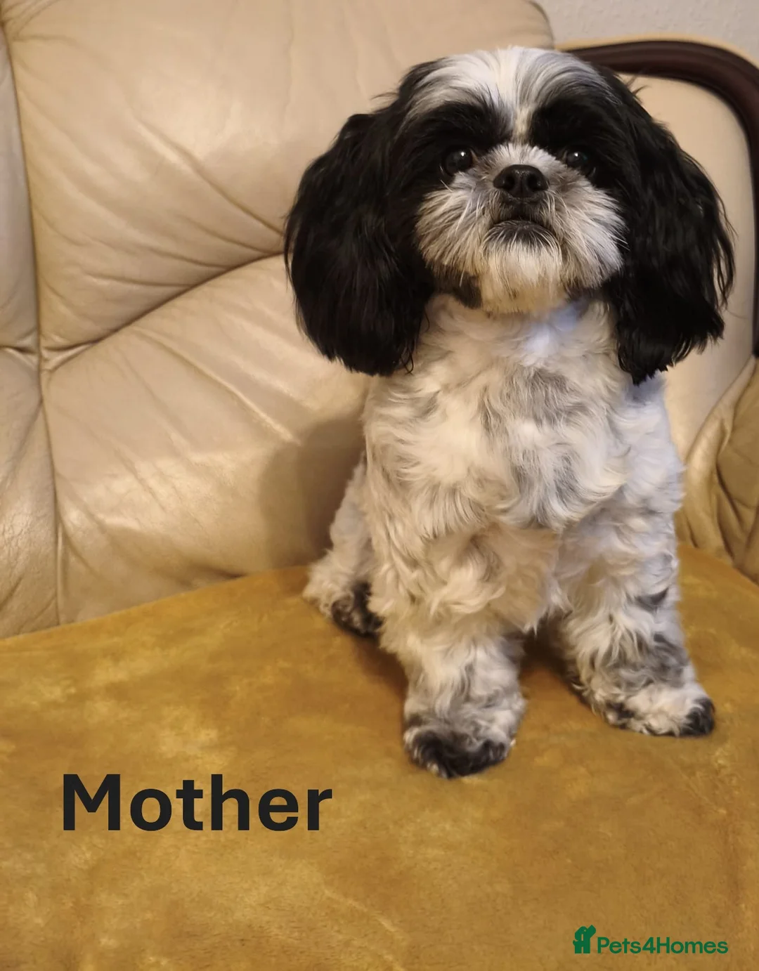 Shih Tzu dogs for sale: Pure Shih Tzu Puppies  - Advert 4