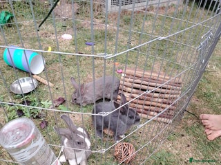 Netherland Dwarf rabbits - Advert 20