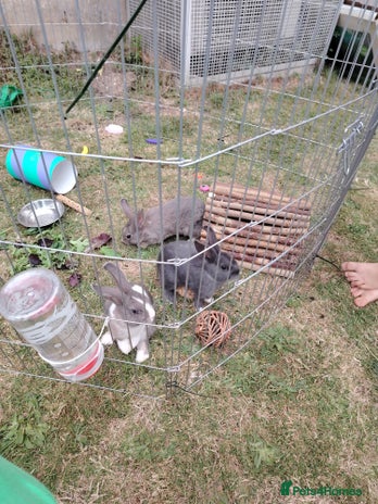 Netherland Dwarf rabbits - Advert 7