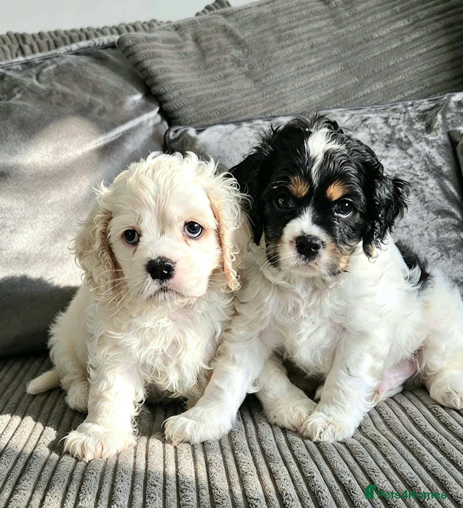 Cockapoo dogs  F1b extensively DNA tested American cockerpoo  - Advert 3