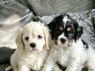 Cockapoo dogs F1b extensively DNA tested American cockerpoo - Advert 3