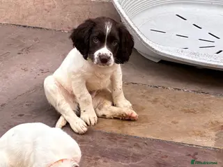 English Springer Spaniel dogs FTCH SIRED PUPS £800 READY TO GO - Advert 16