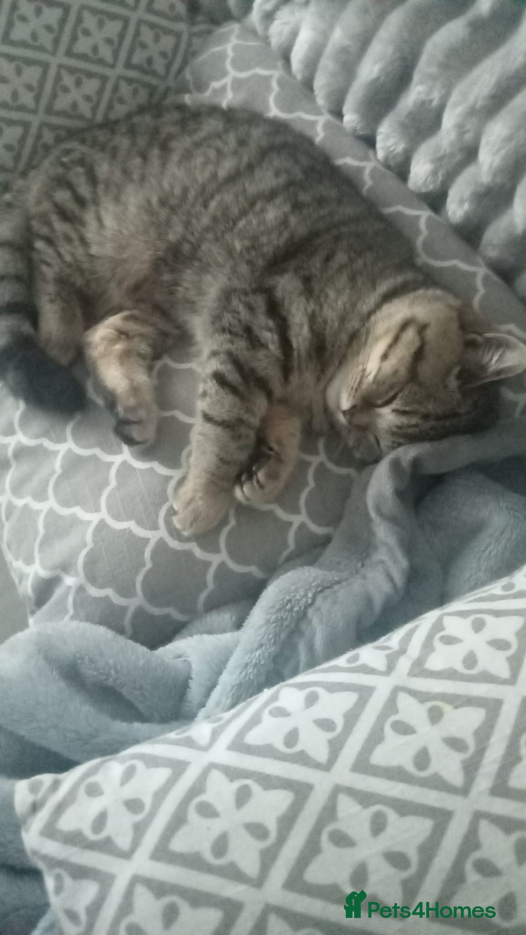 British Shorthair cats for sale: Beautiful BSH Kitten - Nala - Advert 2