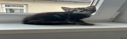 Norwegian Forest Cat cats for sale:     Four Adorable Kittens - Advert 3