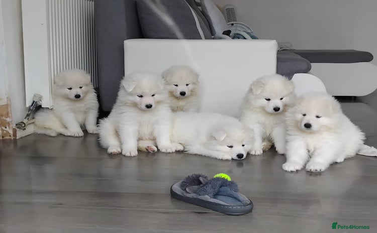 Samoyed dogs - Advert 2