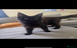 Maine Coon cats for sale: GCCF registered ACTIVE Queens  - Image 2