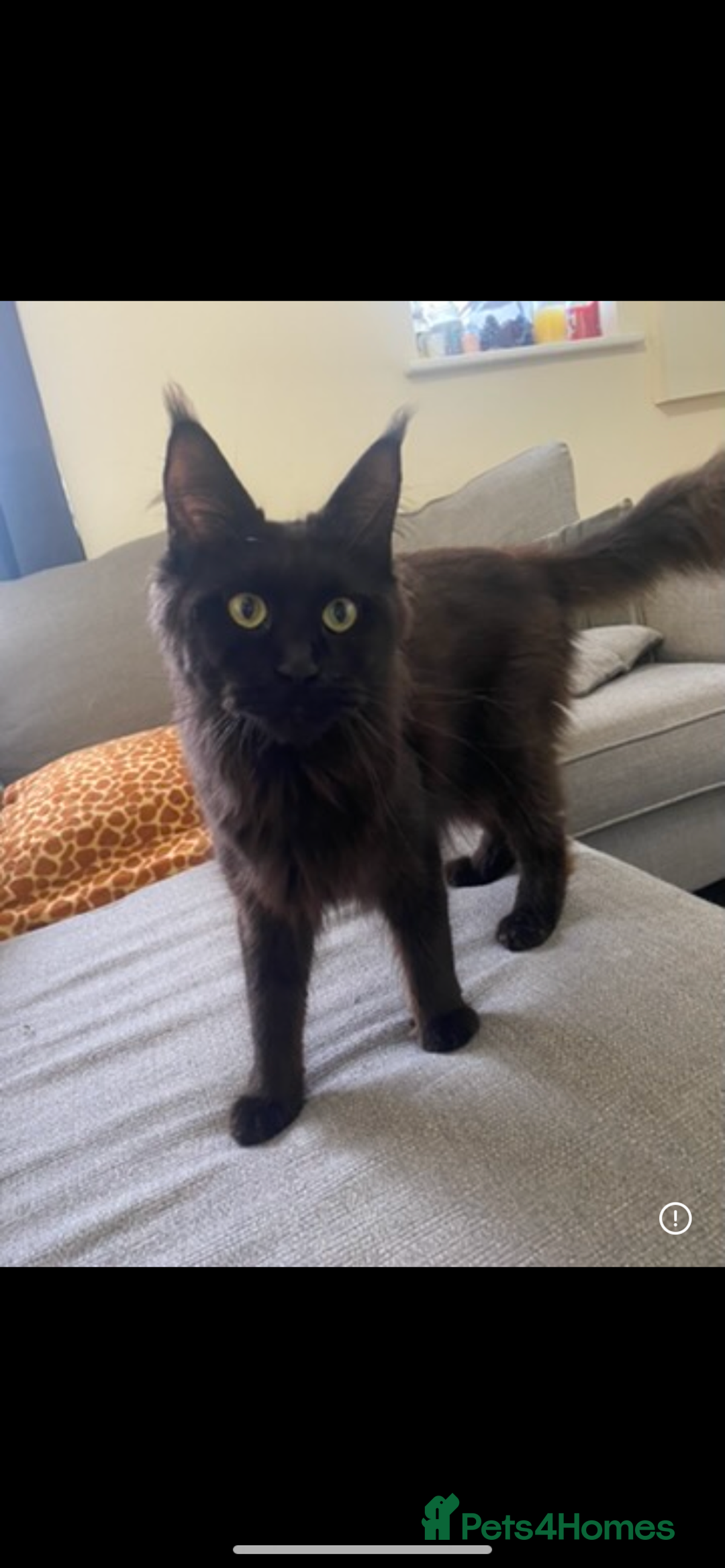 Maine Coon cats for sale: GCCF registered ACTIVE Queens  - Image 2