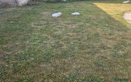 Mixed Breed rabbits for sale: These mini lop bunnies. - Image 2