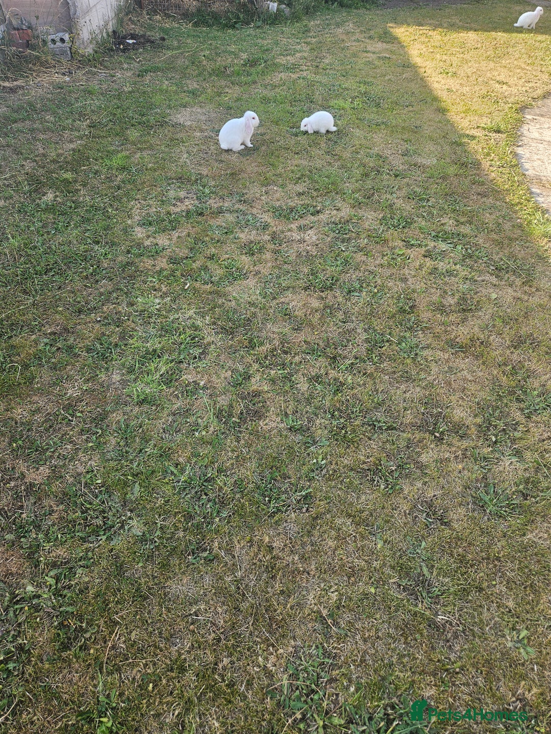 Mixed Breed rabbits for sale: These mini lop bunnies. - Image 2