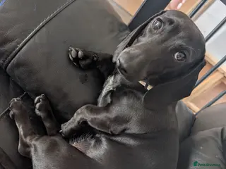 Miniature Dachshund dogs Female miniature dachshund - Advert 12