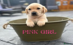Labrador Retriever dogs for stud: Lovely handsome stud lucerys in Orpington - Image 17
