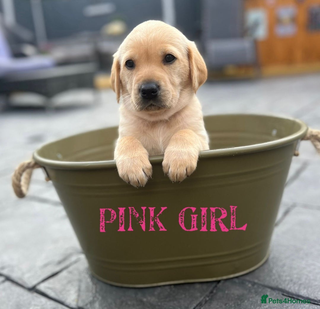 Labrador Retriever dogs for stud: Lovely handsome stud lucerys in Orpington - Image 17
