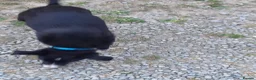 Border Collie dogs for sale: 4 adorable puppies for sale - Advert 8