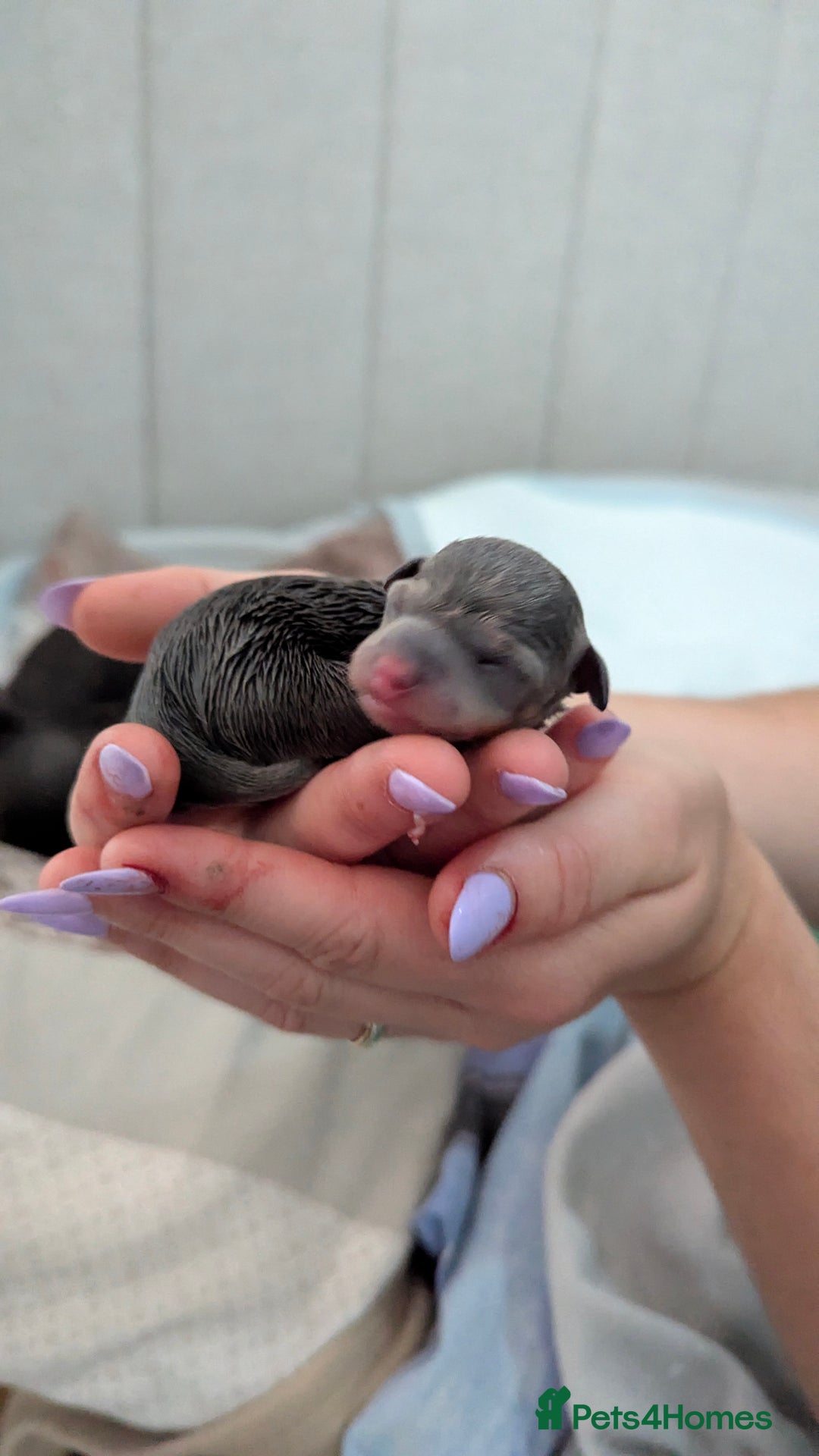 Russian Toy Terrier dogs for sale: Russian toy terrier cross Prague ratter - Image 15