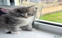 Mixed Breed cats for sale: 4 gorgeous kittens - Image 1