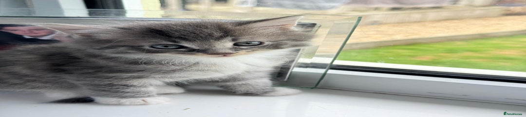 Mixed Breed Kitten 1