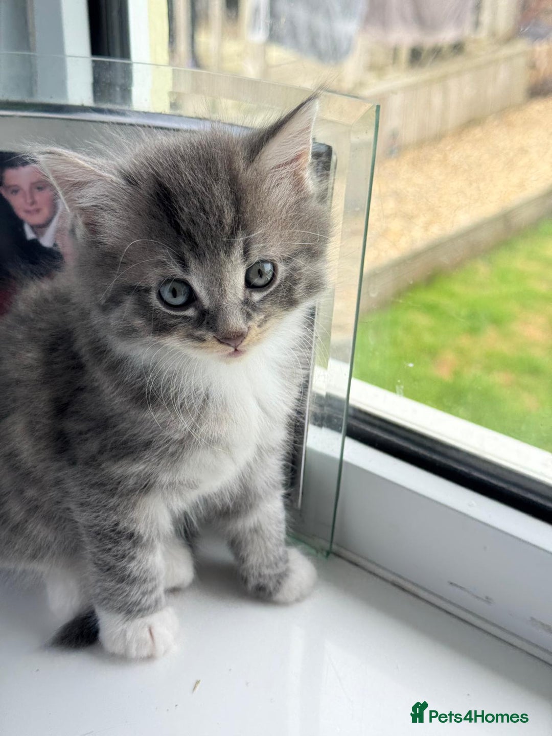 Mixed Breed cats for sale: 4 gorgeous kittens - Image 1