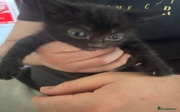 Mixed Breed cats for sale: Female Kittens - Image 5