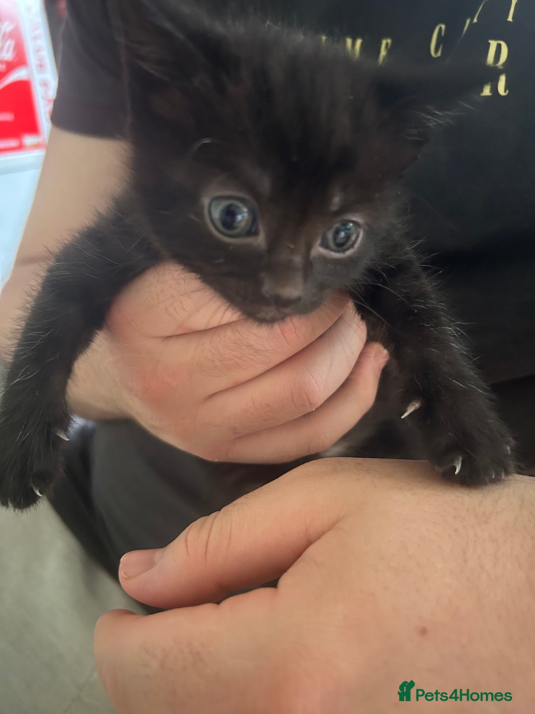 Mixed Breed cats for sale: Female Kittens - Image 5