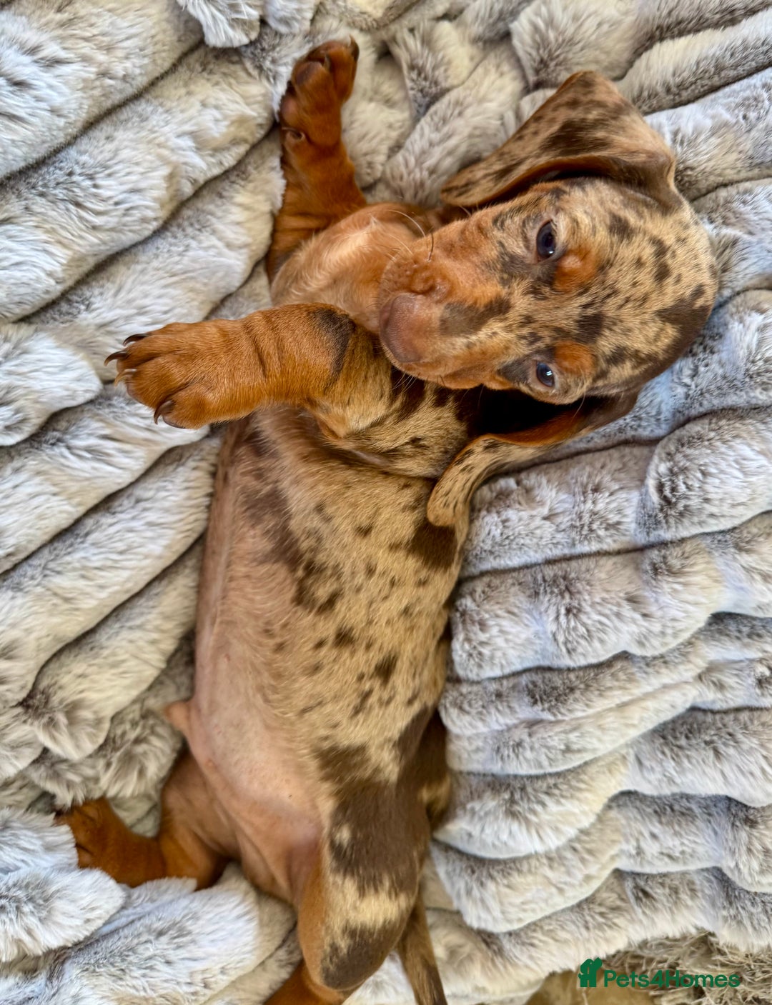 Miniature Dachshund dogs for sale: ❤️🐾💫 Outstanding Miniature Dachshunds 🐾❤️💫 - Image 23