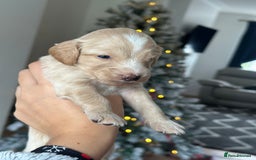 Cockapoo dogs for sale: F2B Cockapoo / chocolate merle & Apricot - Advert 5