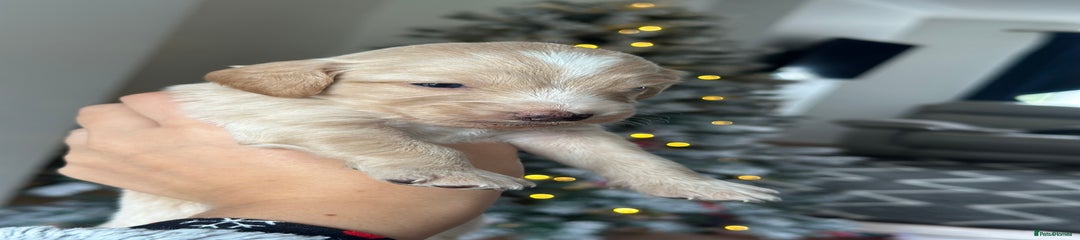 Apricot Cockapoo Puppy 2