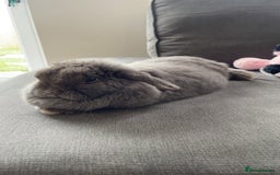 Dwarf Lop rabbits for sale: Beautiful cuddly mini lop bunny in York - Image 3