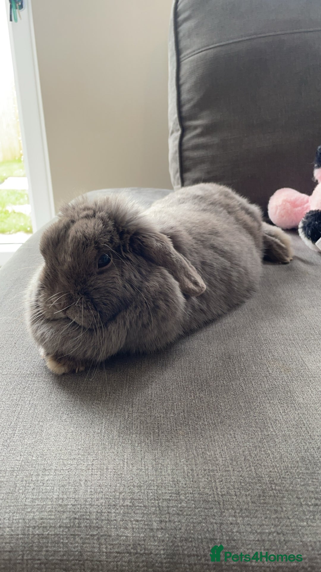 Dwarf Lop rabbits for sale: Beautiful cuddly mini lop bunny in York - Image 3