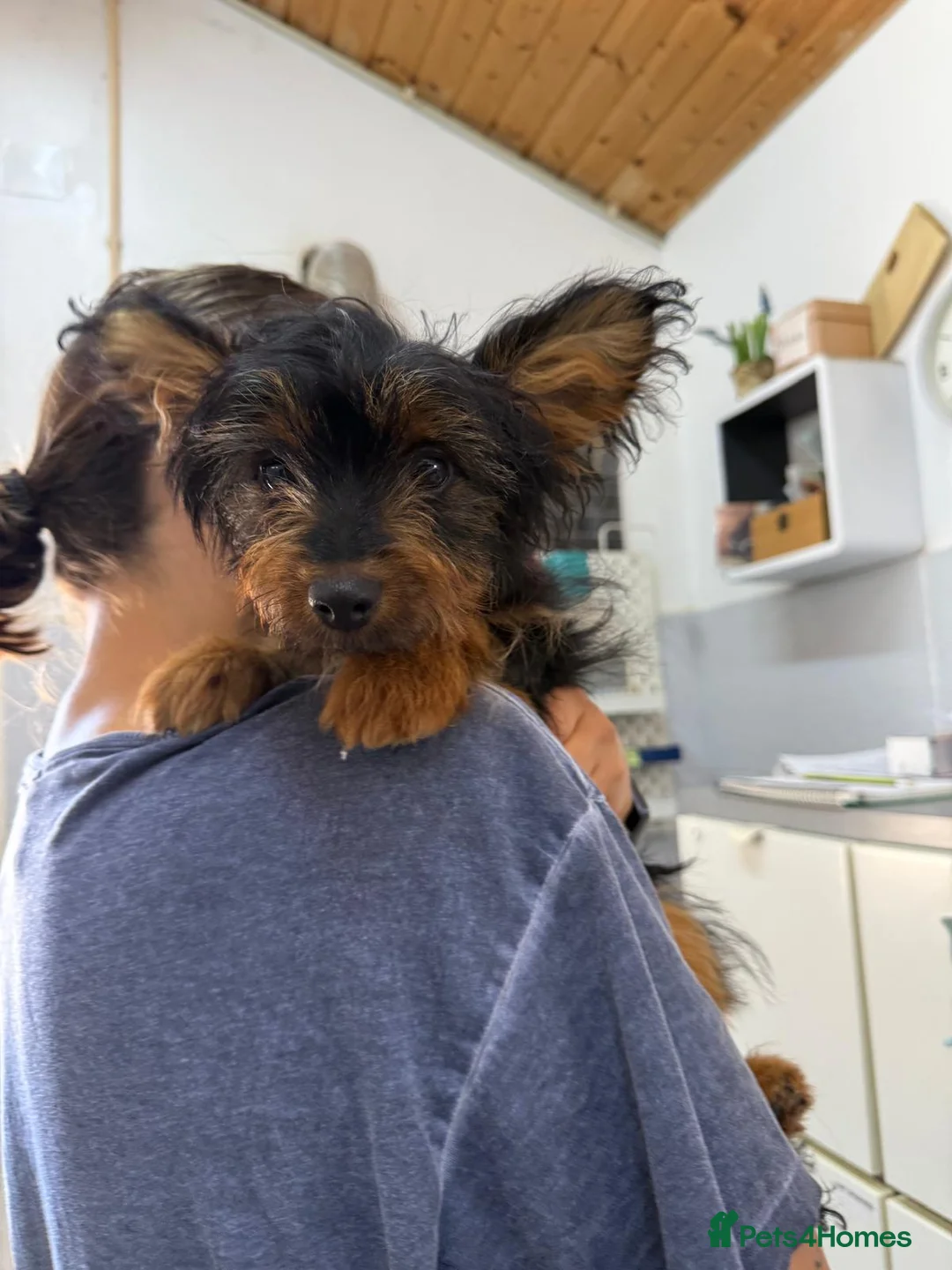 Mixed Breed dogs for adoption: Mini-Max - Advert 1