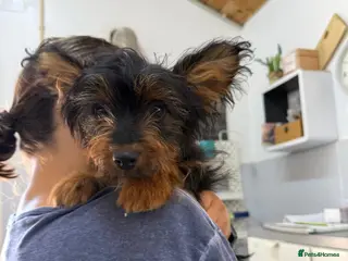 Mixed Breed dogs Mini-Max - Advert 5