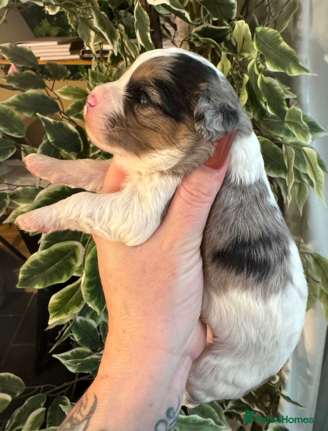 Cavapoo dogs for sale: Beautiful fully DNA tested Cavapoo's  - Image 19