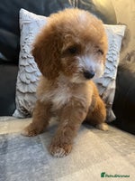 Cockapoo dogs Cockapoo puppies - DNA Health test clear - Advert 7